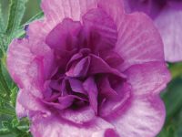 Alyogyne native hibiscus 'Delightfully Double'