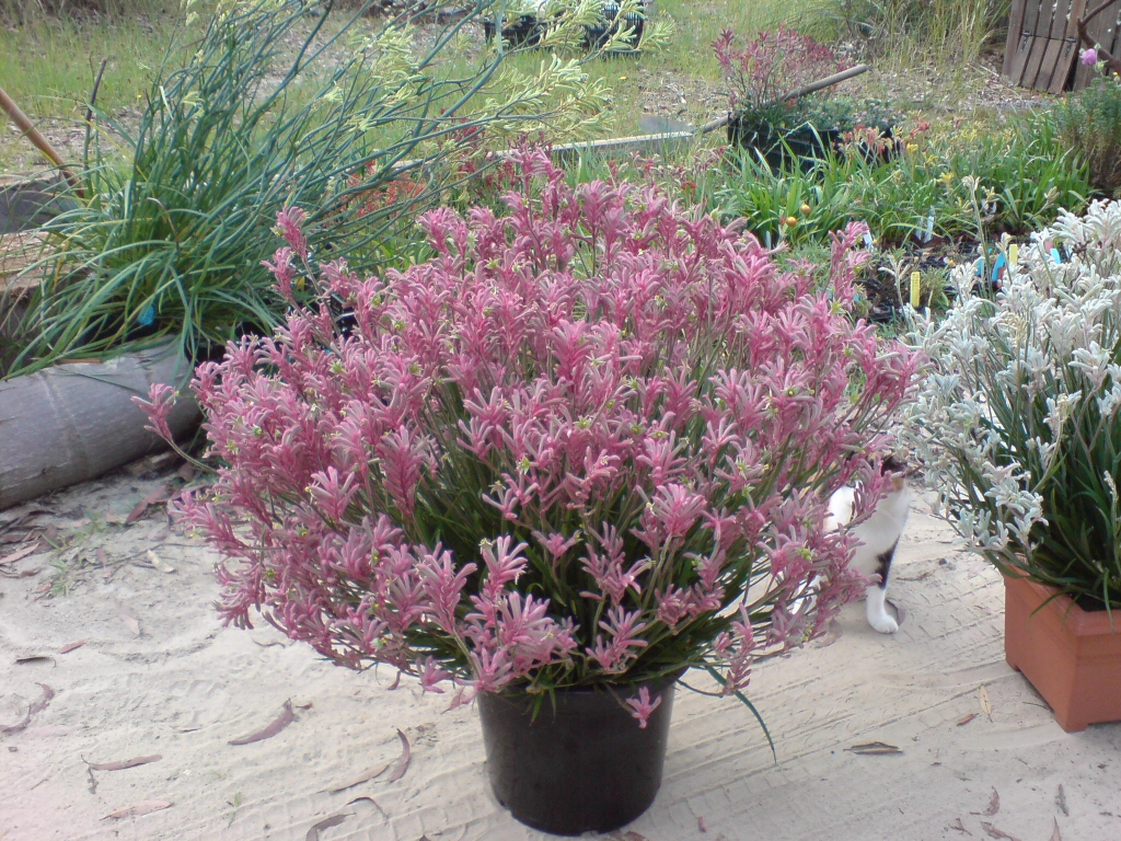 best australian native plants for pots and containers | gardening