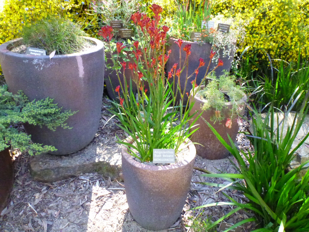 Best Australian Native Plants For Pots And Containers Gardening