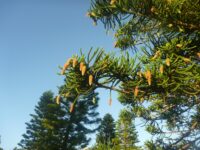 Araucaria heterophylla - Norfolk Island pine