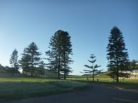 Araucaria heterophylla - Norfolk Island pine
