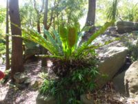 Asplenium australasicum - birds nest fern