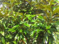 Athertonia diversifolia the atherton oak is related to the macadamia