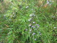 Austromyrtus dulcis - migdgin berries