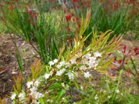 Austromyrtus migdgin-berry 'Coppertops'