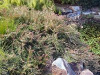 Austromyrtus 'Copper Tops' is a good bush tucker plant