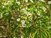 Babingtonia similis myrtle 'Howie's Sweet Midget'
