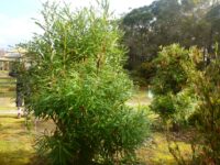 Banksia aquilona - northern banksia