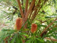 Banksia aquilona - northern banksia