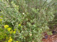 Banksia cuneata - matchstick banksia