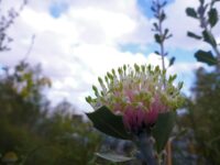 Banksia cuneata - matchstick banksia