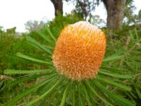Banksia hookeriana - Hooker's banksia