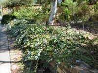 Banksia integrifolia 'Roller Coaster'