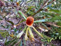 Banksia laevigata- golden ball banksia is a western australian handsome banksia