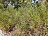 Banksia laricina - rose fruited banksia