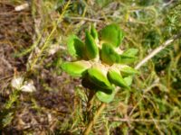 Banksia laricina - rose fruited banksia
