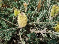 Banksia marginata 'Mini Marg'