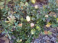 Banksia oblongifolia - fern leaf banksia