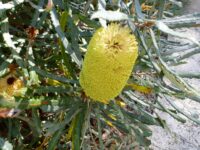 Banksia pilostylis has large yellow nectar rich flowers