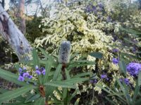 Banksia plagiocarpa - Hinchinbrook banksia