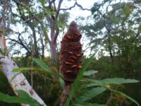 Banksia plagiocarpa - Hinchinbrook banksia seed pods