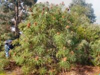 Banksia speciosa - Esperance banksia