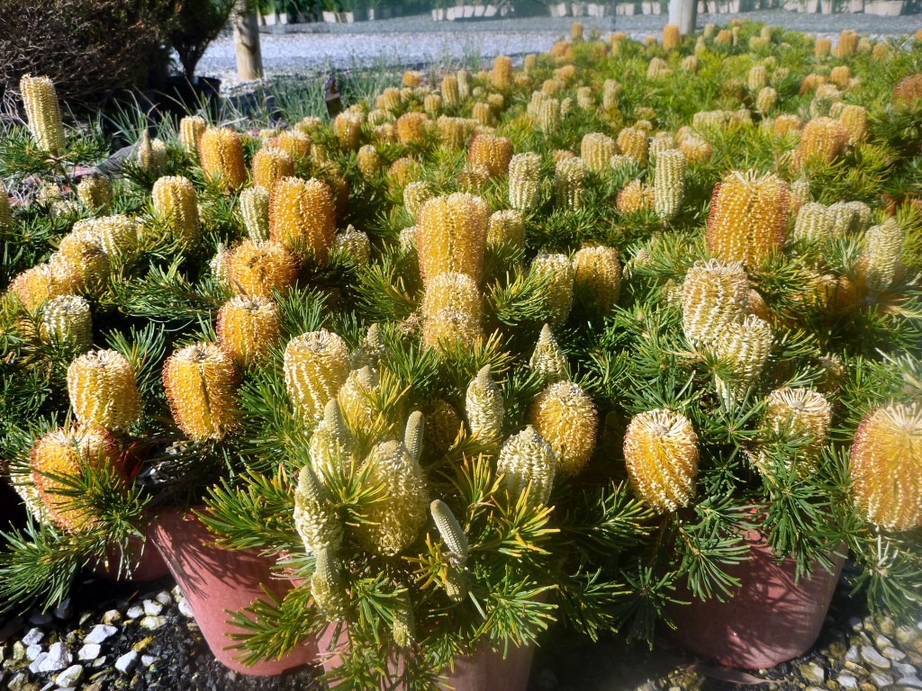 Banksia spinulosa hairpin banksia 'Birthday Candles'