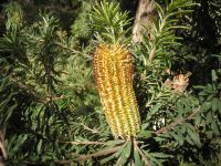 Banksia spinulosa hairpin banksia 'Black Magic'