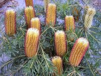 Banksia spinulosa hairpin banksia 'Cherry Candles'