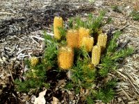 Banksia spinulosa hairpin banksia 'Stumpy Gold'