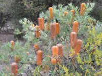 Banksia spinulosa 'Honey Pots'