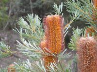 Banksia spinulosa 'Honey Pots'