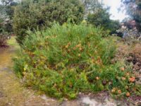 Banksia telmatiaea - swamp fox banksia