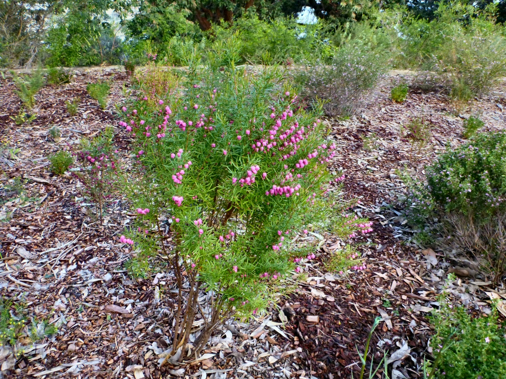 Details about   Boronia ovata Heart-Leaved Boronia Pink Flower Drought & Frost Hardy Small Shrub 