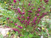 Purple Jared is a hybrid between Boronia megastigma and B. Heterophyllla