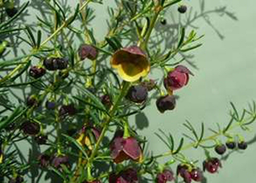 The brown boronia (Boronia megastigma) has sweetly perfumed flowers