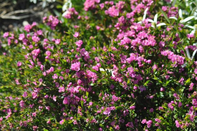 The native rose Boronia serrulata is one of the best perfumed Australian plants