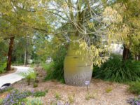 Brachychiton rupestris - bottle tree