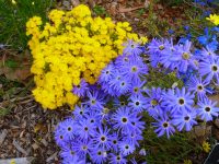 Brachyscome iberidifolia - Swan River daisy has stunning blue flowers