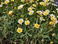 Brachyscome native daisy 'Jumbo Yellow'