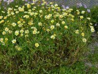 Brachyscome native daisy 'Jumbo Yellow'