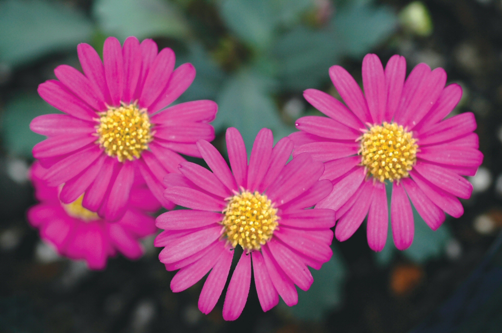 Brachyscome ‘Pacific Reef’ Native Daisy | Gardening With Angus