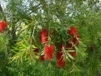 Callistemon hybrid bottlebrush 'Four Seasons'