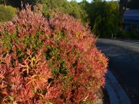 Callistemon 'Great Balls of Fire' is a great hedging plant
