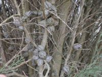 Callitris oblonga - pygmy cypress pine seed pods