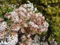 Calytrix tetragona - fringe myrtle with starry flowers