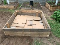 cardboard start to no dig garden