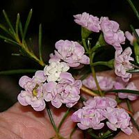 Chamelaucium uncinatum wax-flower 'Dancing Queen'