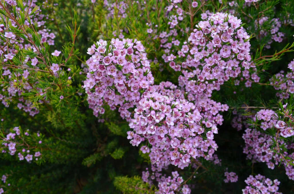 Chamelaucium X Verticordia Paddy S Pink Wax Flower Gardening With Angus