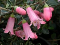 Correa hybrid wild-fuchsia 'Isabell'